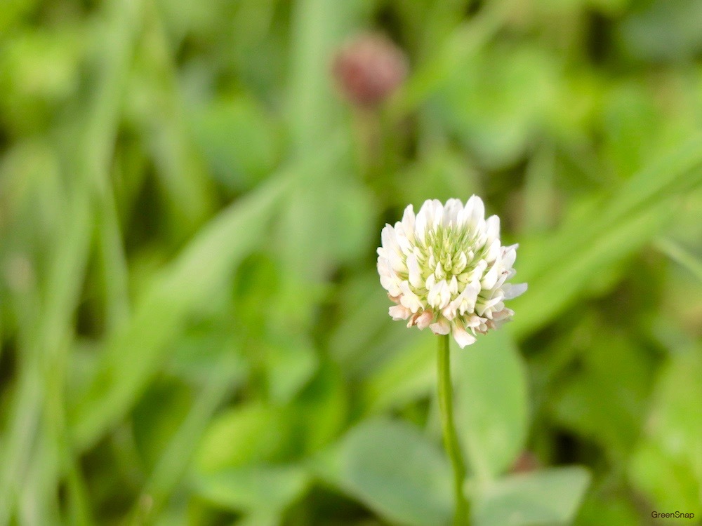 花「忘れないで・・・約束」シロツメクサ 花「忘れないで・・・約束」シロツメクサ