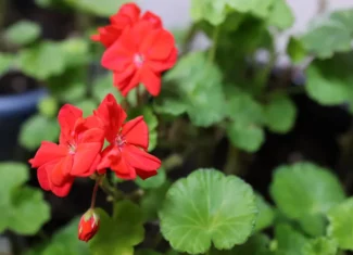 はなこと 花言葉 誕生花 ハナにまつわるコトがわかる