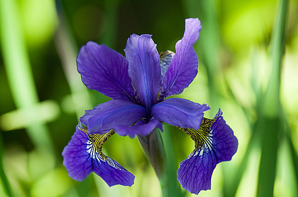 あやめの花言葉 花言葉わかるサイト はなこと