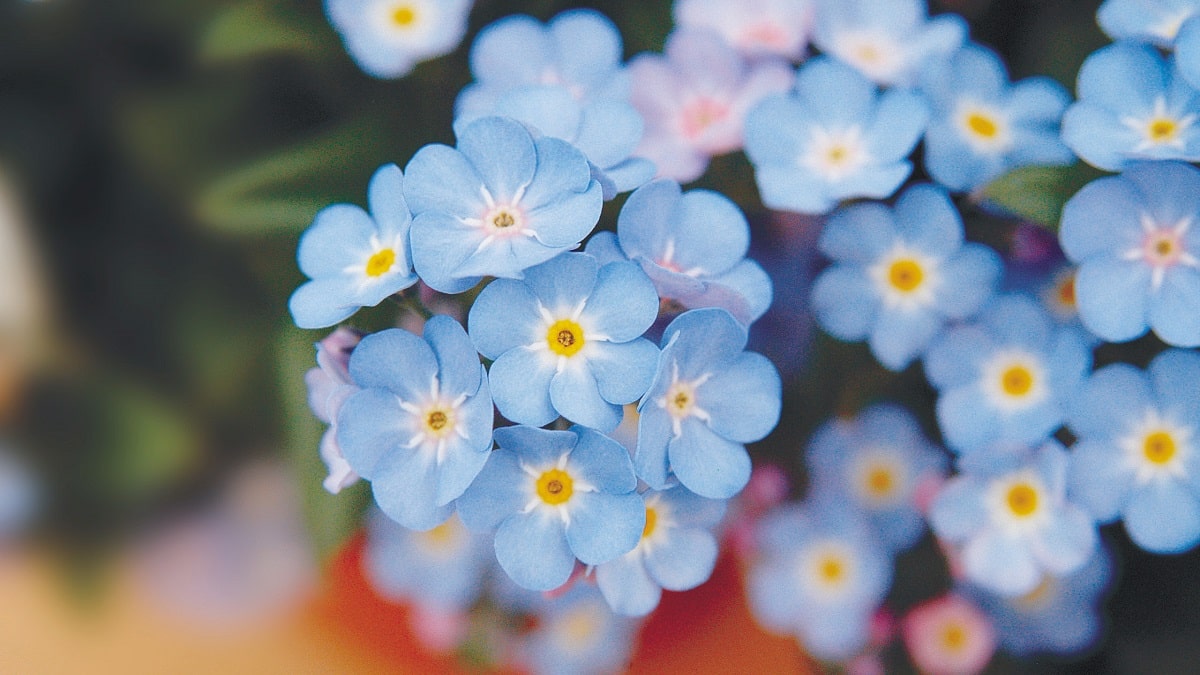 myosotis_main2-min.jpg