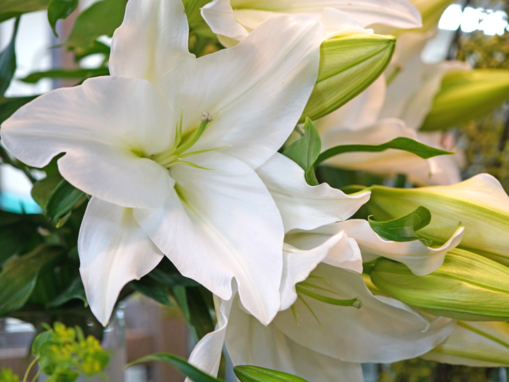 百合の花言葉は純粋 | 花言葉わかるサイト【はなこと 】